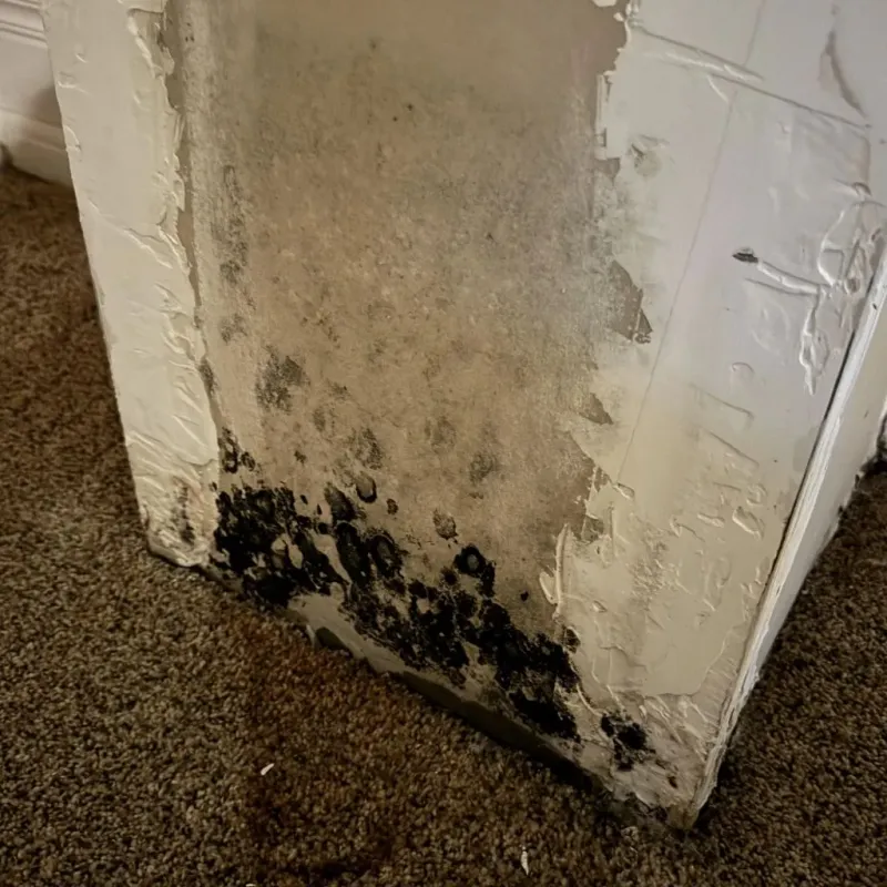Professional Mold Removal in Locust Grove, OK